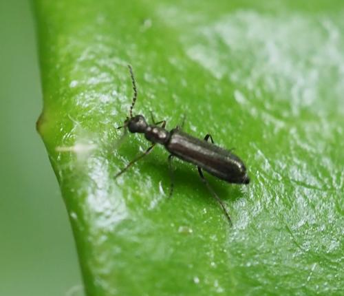 Dasytes sp.